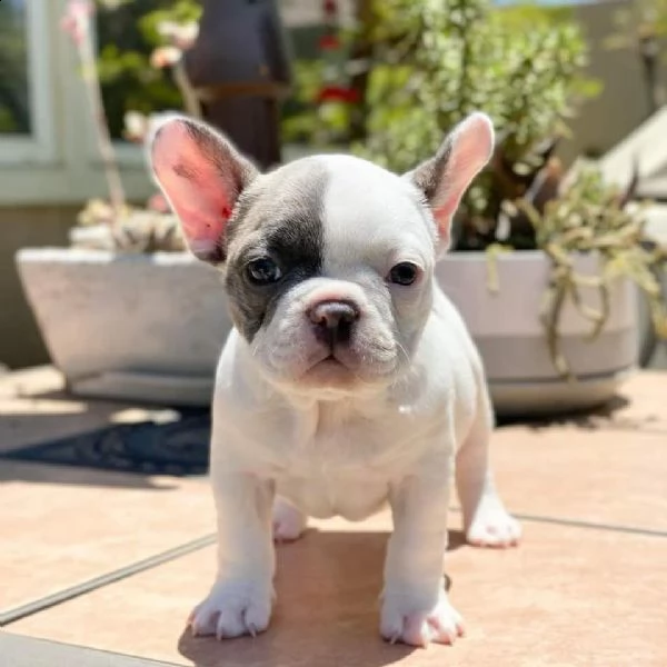 bellissimi cuccioli di bulldog francese