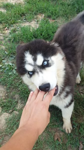 Cucciolo husky maschio  | Foto 1