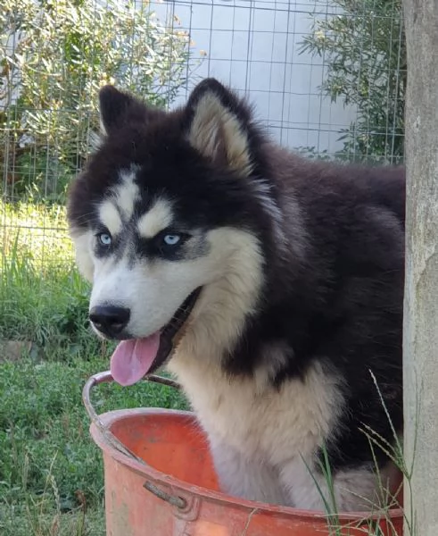 Cucciolo Husky maschio  | Foto 6