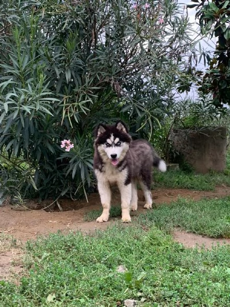 Cucciolo Husky maschio  | Foto 3