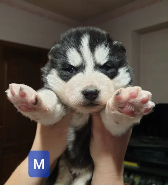 Cuccioli husky  | Foto 5