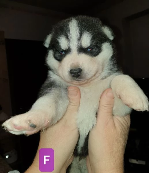 Cuccioli husky  | Foto 4