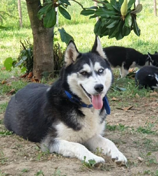 Cuccioli husky  | Foto 3