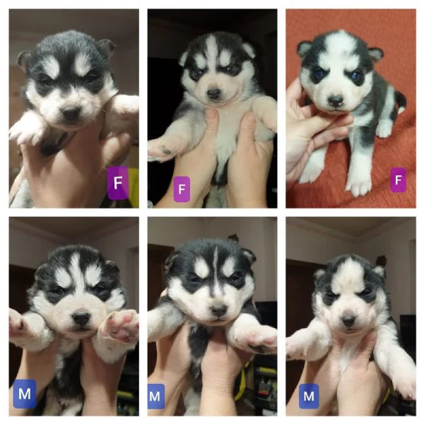 Cuccioli husky 