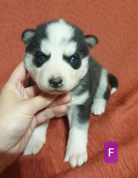 Cuccioli husky  | Foto 1