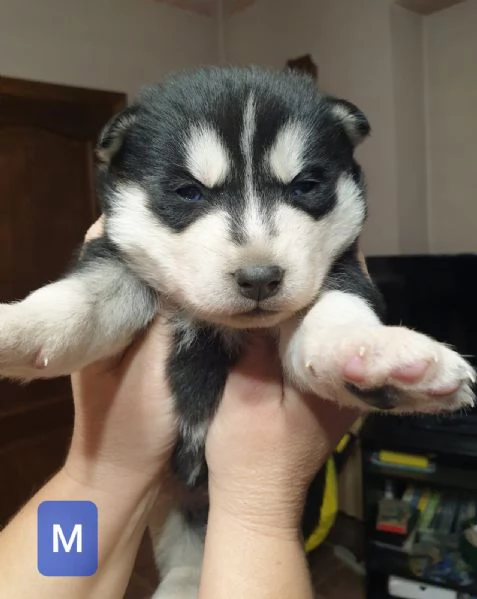 Cuccioli husky  | Foto 0