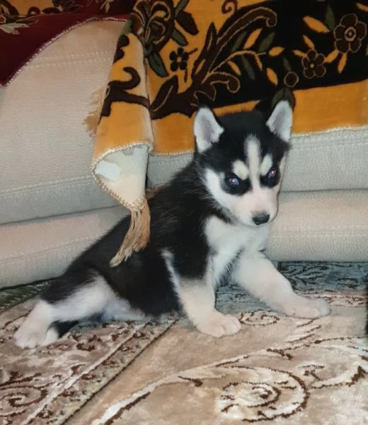 Cuccioli husky  | Foto 5