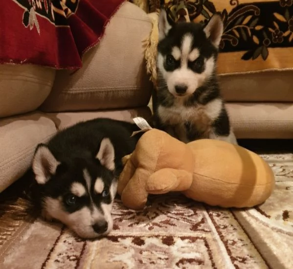 Cuccioli husky  | Foto 4