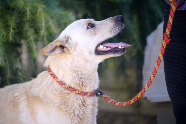 Il fascino di un lupetto ambrato