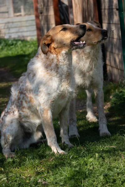 Dolci Baiocchi meticcio 3 anni | Foto 2