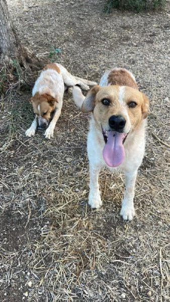 Dolci Baiocchi meticcio 3 anni | Foto 1