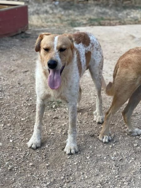 Dolci Baiocchi meticcio 3 anni | Foto 0