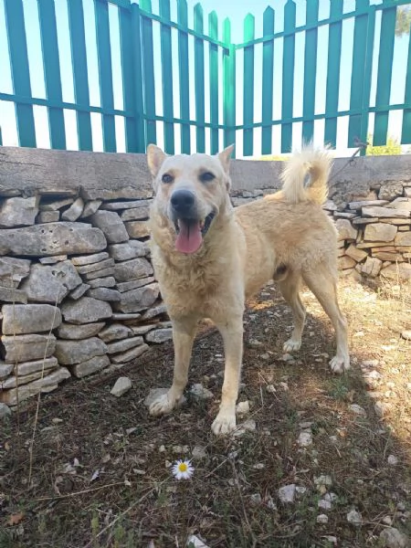 Ricky un cagnolino da sogno | Foto 1