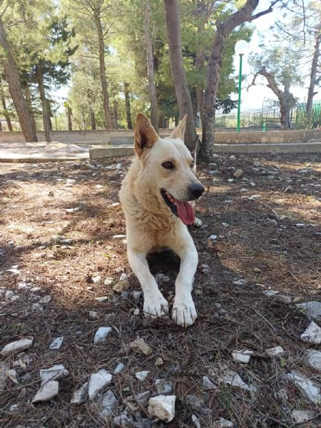 Ricky un cagnolino da sogno | Foto 0