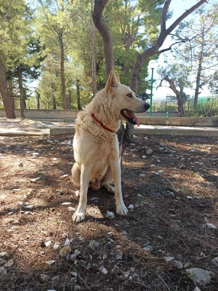 Ricky fedele e coccolone 2 anni