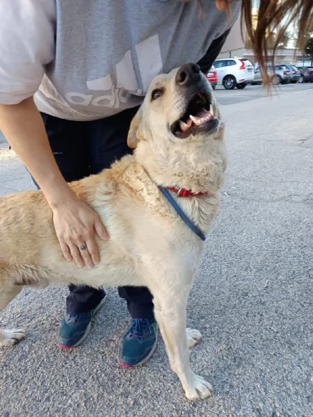 Ricky fedele e coccolone 2 anni | Foto 2