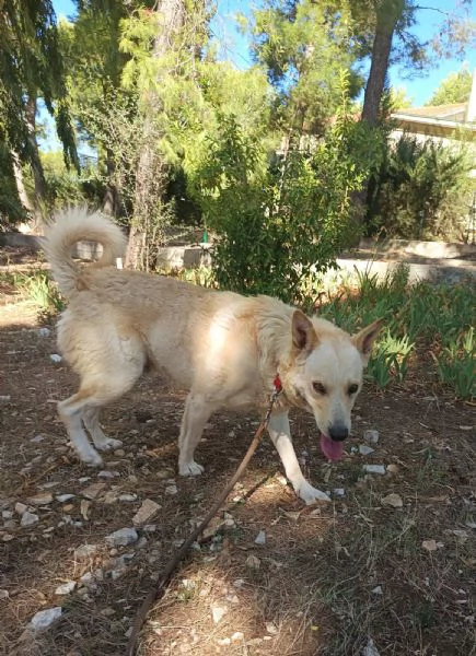 Ricky fedele e coccolone 2 anni | Foto 0