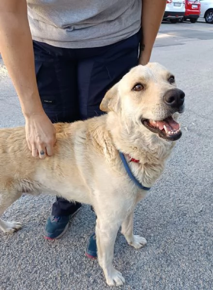 Cagnolino coccolone due anni taglia media | Foto 3