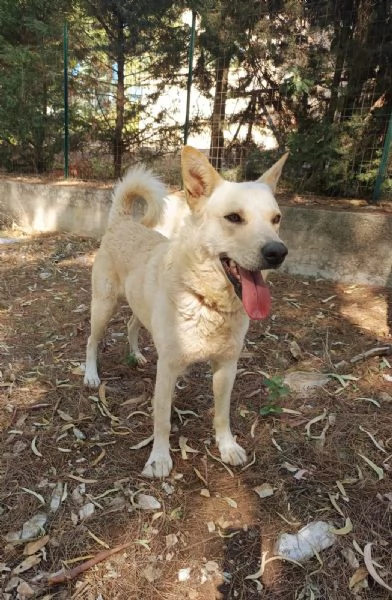 Cagnolino coccolone due anni taglia media | Foto 1