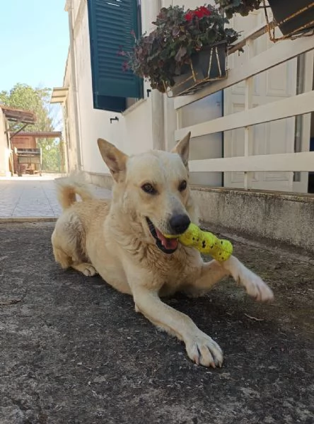 Cagnolino coccolone due anni taglia media | Foto 0