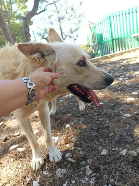 Ricky un lupetto ambrato di due anni | Foto 0