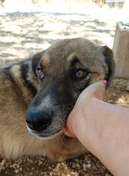 Pils dolce cagnolino taglia contenuta