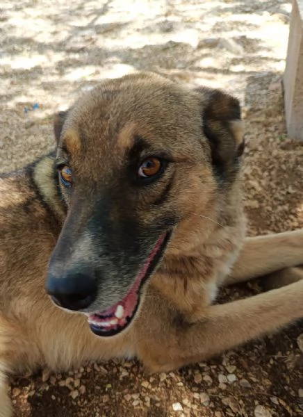 Pils dolce cagnolino taglia contenuta | Foto 0