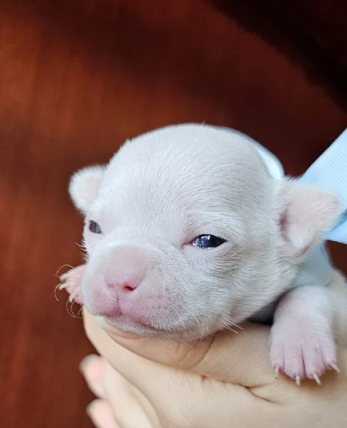 CUCCIOLI DI CHIHUAHUA | Foto 0