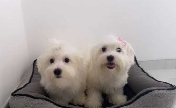 Cuccioli di maltese 