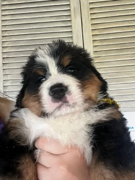 Cuccioli di Bovaro del Bernese 