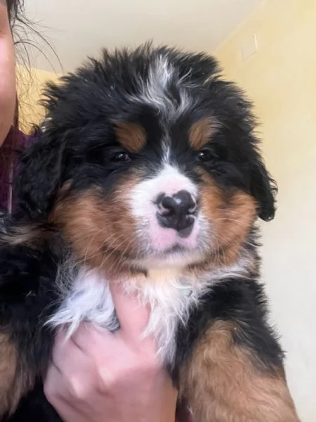 Cuccioli di Bovaro del Bernese  | Foto 2