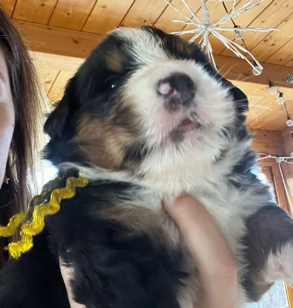 Cuccioli di Bovaro del Bernese  | Foto 1