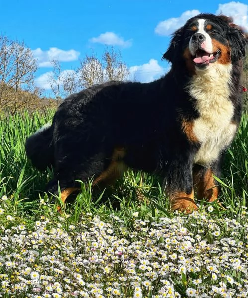 Cuccioli di Bovaro del Bernese  | Foto 0