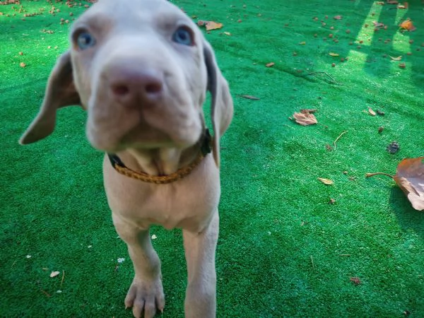 cuccioli di weimaraner a pelo corto con pedigree  | Foto 1