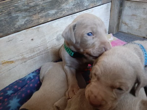 cuccioli di weimaraner a pelo corto con pedigree  | Foto 0