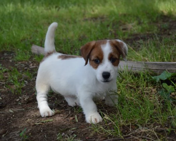 Jack Russell Terrier  Cuccioli Altamente Selezionati | Foto 6