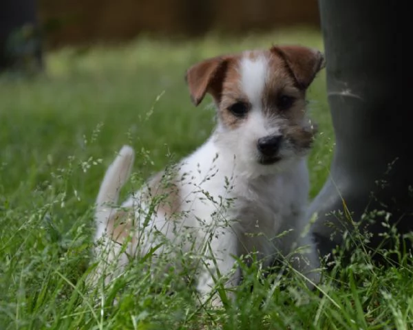 Jack Russell Terrier  Cuccioli Altamente Selezionati | Foto 5
