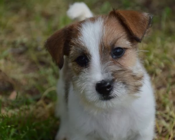 Jack Russell Terrier  Cuccioli Altamente Selezionati | Foto 0