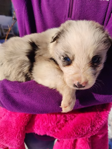 Cuccioli di Border Collie femmine  | Foto 1