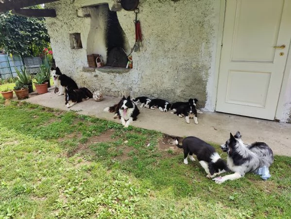 Cuccioli di Border Collie femmine e maschi 