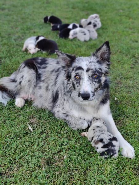 Cuccioli di Border Collie femmine 