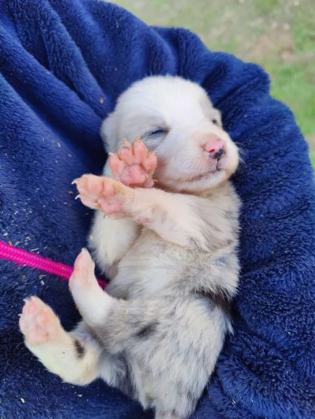 Cuccioli di Border Collie femmine  | Foto 0