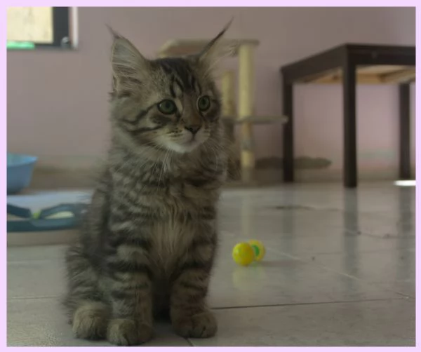 Cuccioli gatto siberiano | Foto 4