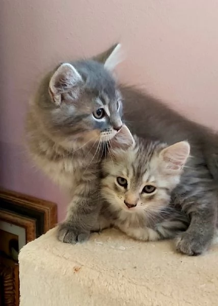 Cuccioli gatto siberiano | Foto 0