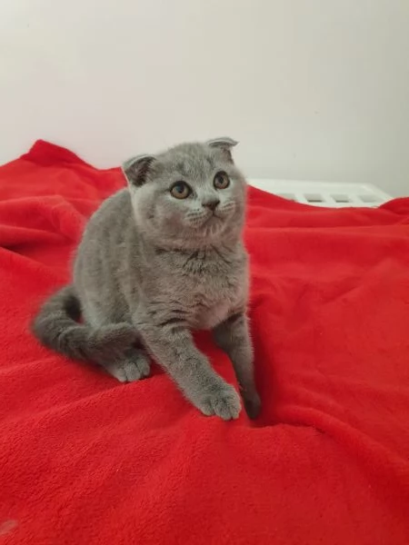 Scottish fold  e straight 