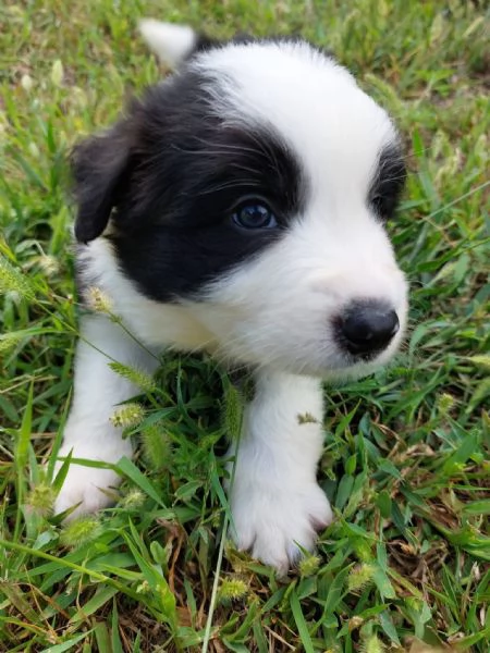 Cuccioli di border collie di alta genealogia  | Foto 6