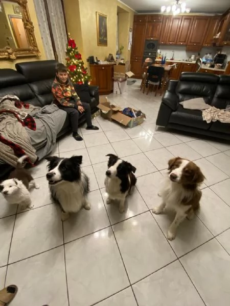 Cuccioli di border collie di alta genealogia  | Foto 5