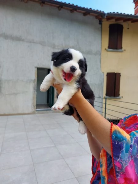 Cuccioli di border collie di alta genealogia  | Foto 4