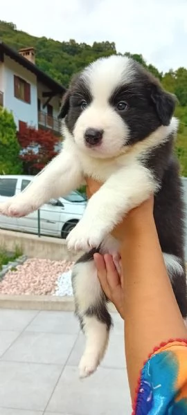 Cuccioli di border collie di alta genealogia 