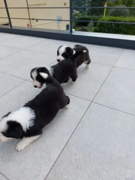 Cuccioli di border collie di alta genealogia  | Foto 3